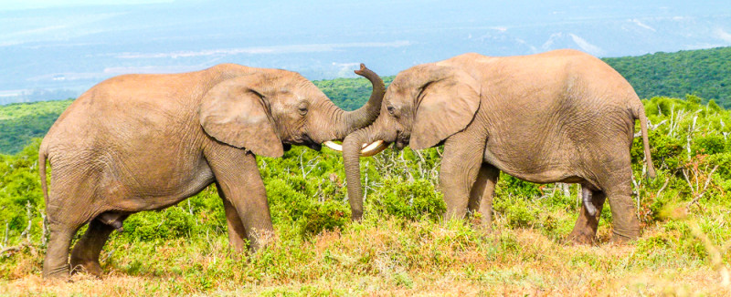 2011_Suedafrika_Diashow-576
