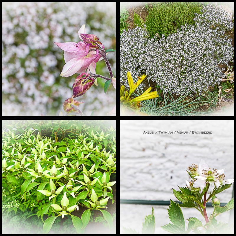 Blüten-2