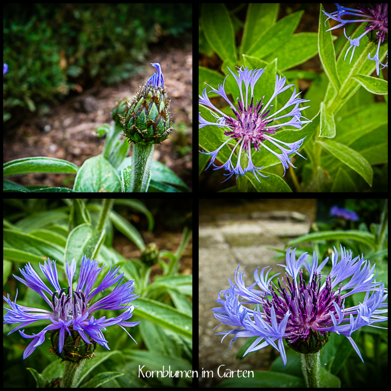 Kornblumen-2