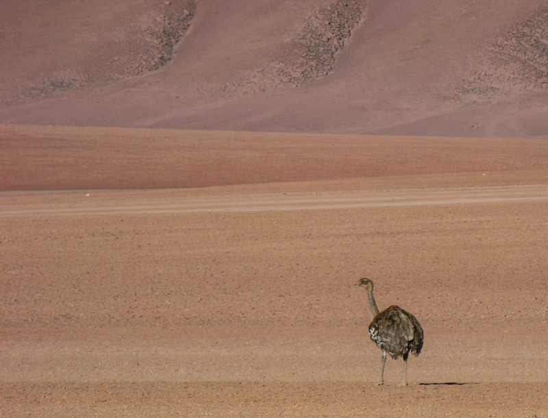 Nandu
