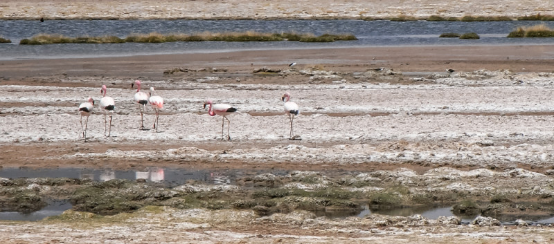 Flamingos